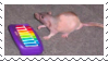 rat playing keyboard